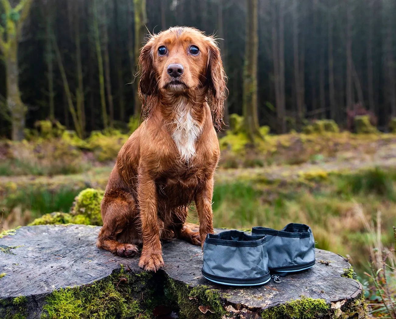 Henry Wag Snaffle Set Pack Folding Travel Bowls