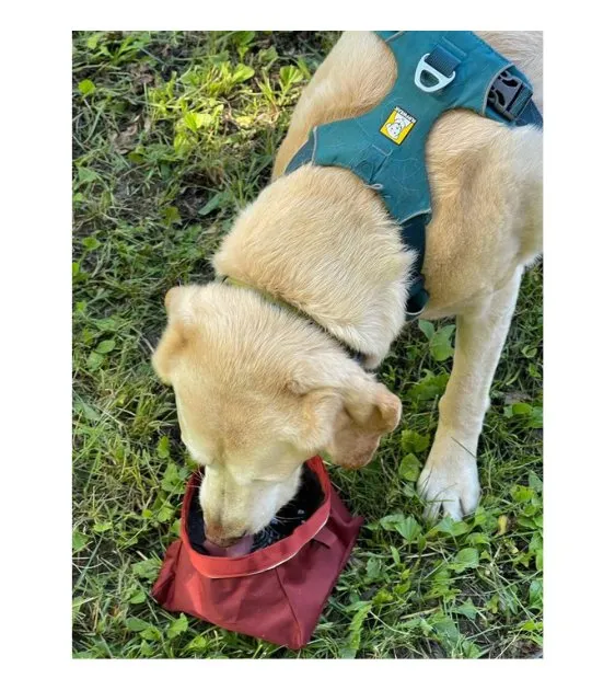 Ruffwear Quencher™ Collapsible Food & Water (Huckleberry Blue) Dog Bowl